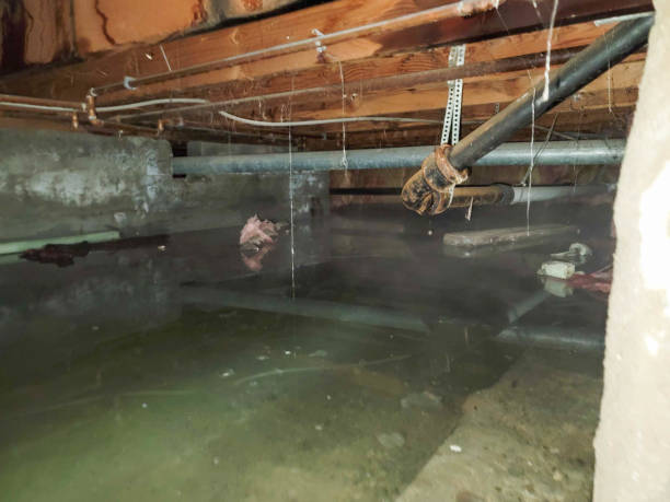 Best Mold removal after water damage  in Navajo, NM