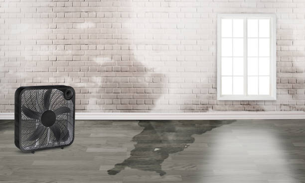 Best Water damage mitigation services  in Navajo, NM